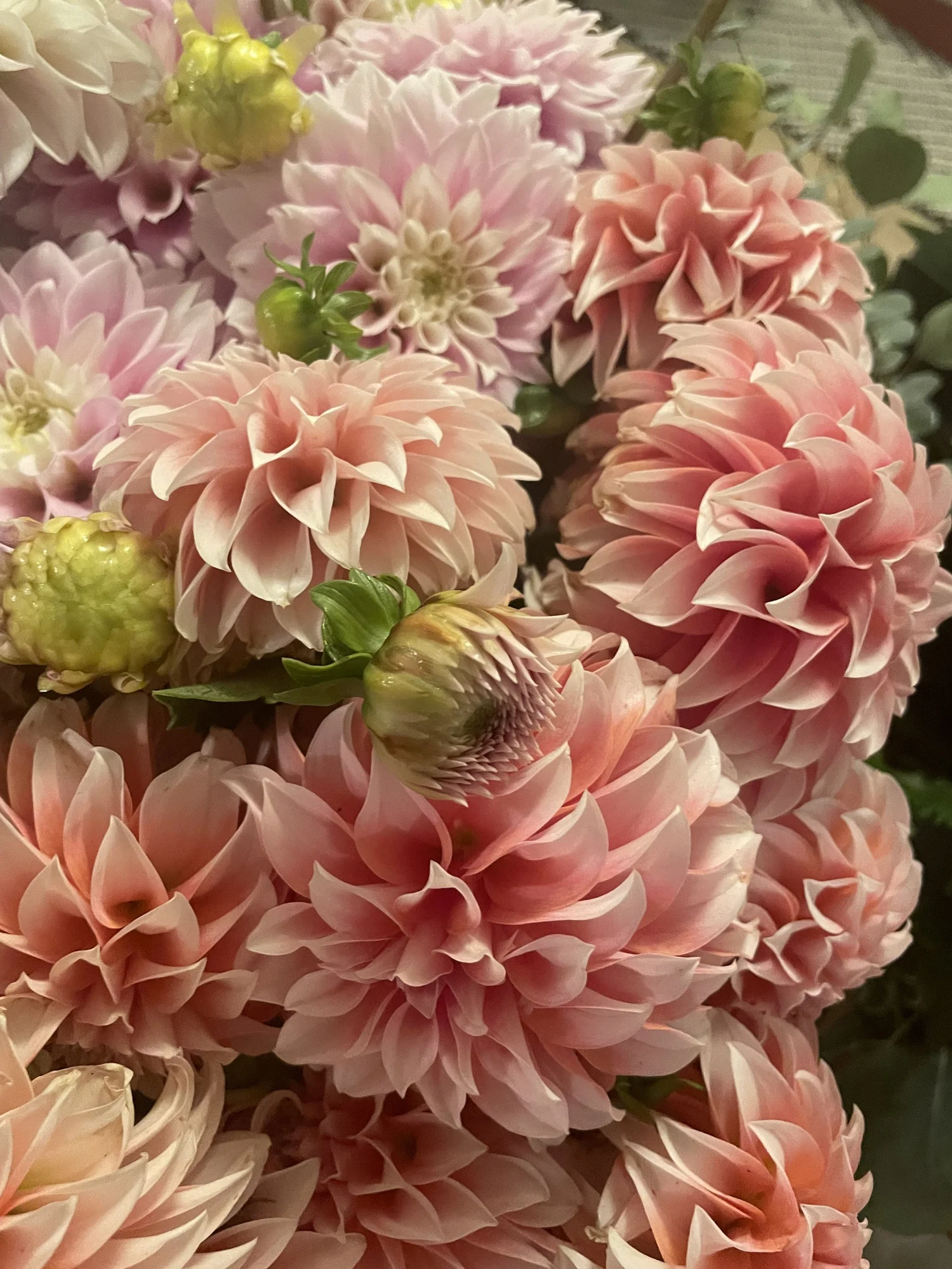 Pink dahlias fresh from the garden