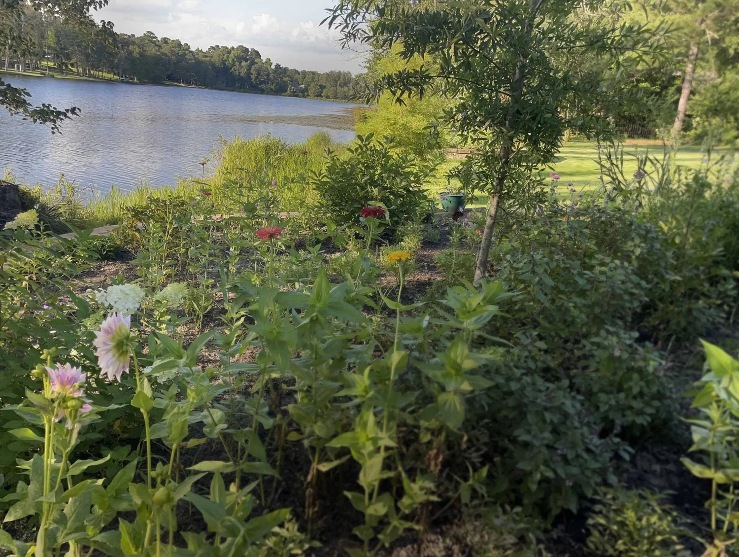 Gardens along Johnson Lake in July