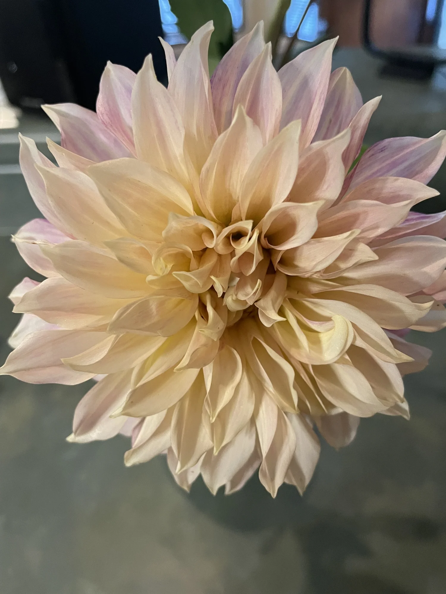 A cafe au lait dahlia grown at Blossoms of Grace