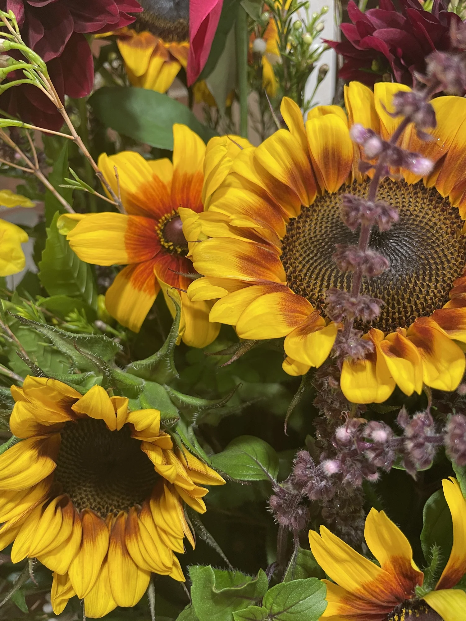 Bicolor sunflowers from the Johnson Lake gardens